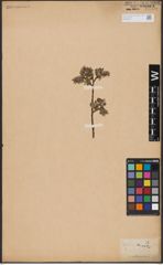 Foto von Salix aurita L.